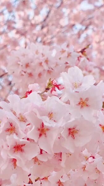 File:Cherry blossom appearance.jpg