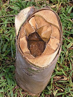 Coconut heart rot- Internal stem necrosis (basal).jpg