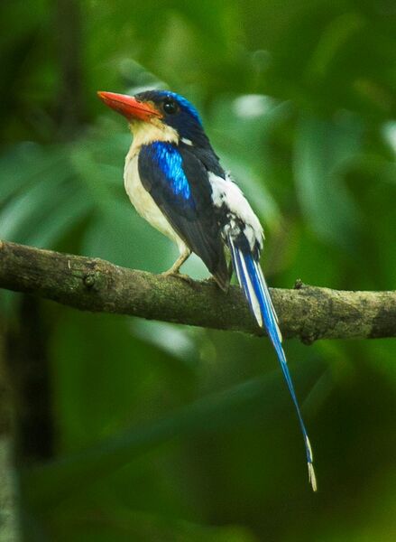 File:Common Paradise-Kingfisher - Halmahera S4E4008.jpg