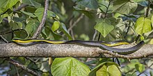 Common tree snake (Dendrelaphis punctulatus) Daintree.jpg