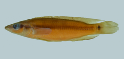 Crenicichla virgatula preserved.png