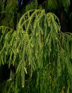 Dacrydium cupressinum 3.jpg