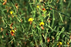 Daviesia rhizomata.jpg