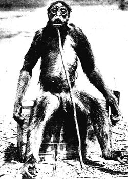 Mono Grande, a large monkey-like creature, has been occasionally reported in South America.