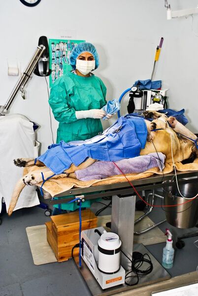 File:Dog anesthesia --A step up for Dr ZOO.jpg