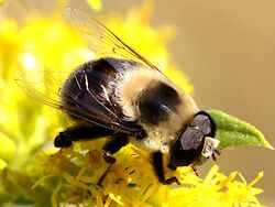 Eristalis flavipes-male.jpg