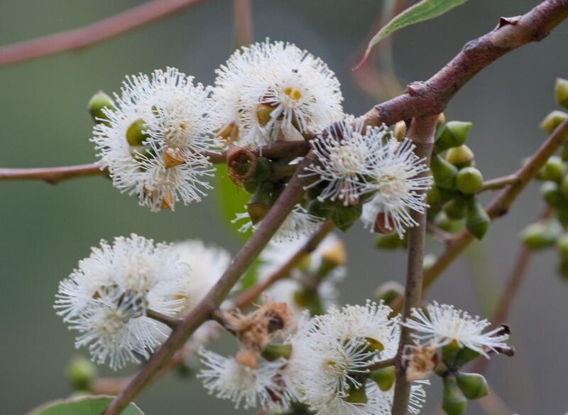 File:Eucalyptus cephalocarpa flowers.jpg
