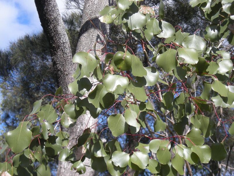 File:Eucalyptus populnea leaf.jpg