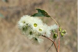 Eucalyptus tetrodonta buds.jpg