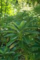 Euphorbia stygiana, Conservatoire botanique national de Brest 03.jpg