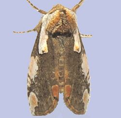 Euthyatira pudens - Dogwood Thyatirid Moth (16033835236).jpg