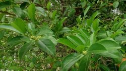 False Lime (Suregada multiflora) 1.jpg