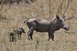 Female warthog with young.jpg