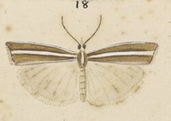 Fig 18 MA I437619 TePapa Plate-XX-The-butterflies full (cropped).jpg