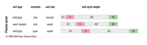 Cell-cycle length of the fission yeast depends on nutrient conditions.