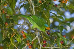 Flame-fronted Barbet - Bot.Gardens Bedugul - Bali, Indonesia.jpg