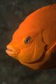 Garibaldi fish closeup.jpg