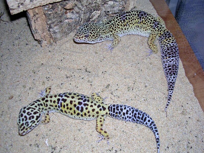 File:Geckos léopards adultes.jpg