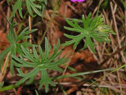 Geraniaceae - Geranium sanguineum-3.JPG