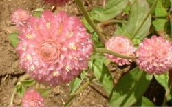 Pink globe amaranth