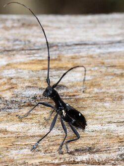 Gnoma affinis BOISDUVAL (Cerambycidae).jpg