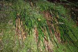 Grass like fern Watagan Hills.jpg