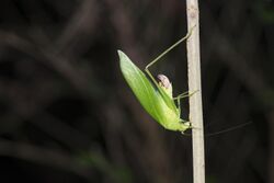 Holochlora japonica (44893725785).jpg