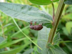 Hylobius transversovittatus 20050729 464.jpg