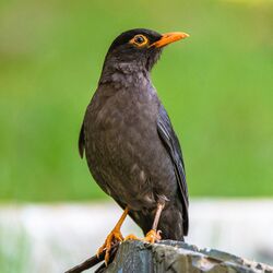 Indian Blackbird at Kotagiri.jpg