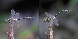 Indian common clubtail (Ictinogomphus rapax) male composite.jpg
