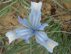 Iris tenuifolia; Baikonur 005.jpg