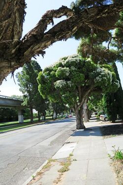 J20150602-0025—Melaleuca linariifolia—Albany (17846363604).jpg