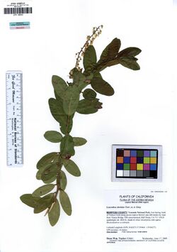 JEPS109343 Leucothoe davisiae (5554094052).jpg