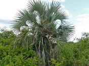 Lala Palm (Hyphaene coriacea) (11531392816).jpg