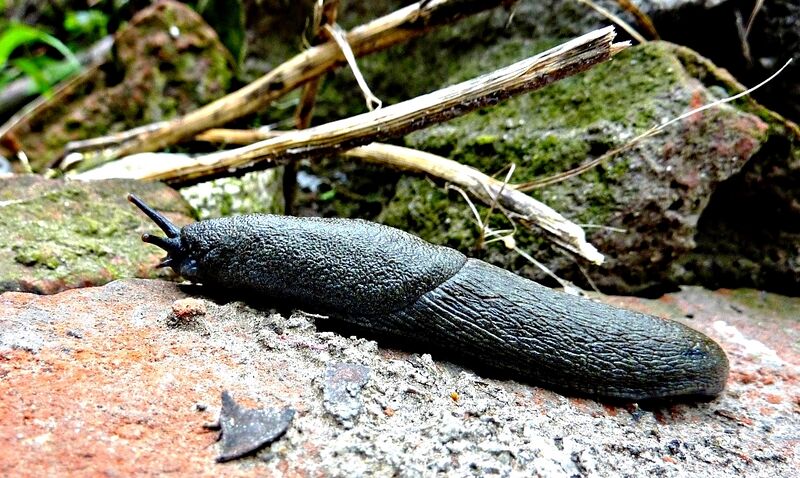 File:Large Slug near Manali, India.jpg