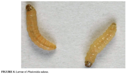 Larvae of ''Phalonidia udana'' against a white background. Text in the lower left-hand corner says: FIGURE 4. Larvae of ''Phalonidia udana''.