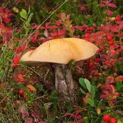 Leccinum versipelle LC0366.jpg