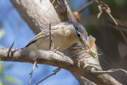 Lioptilus nigricapillus (28221144501).jpg