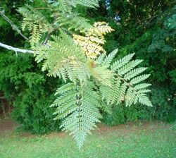 Lomatia ferruginea-hojas-haz.JPG