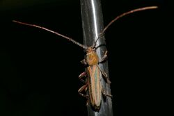 Longhorn Beetle (Xystrocera dispar) (17299075671).jpg
