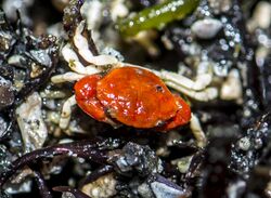 Lophopanopeus bellus, Black-clawed crab.jpg