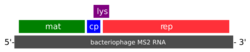 MS2 phage gene map.svg