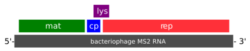 File:MS2 phage gene map.svg