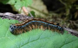 Malacosoma neustria Caterpillar.jpg