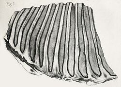 Mammuthus columbi molar.jpg