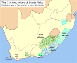 Map of South Africa showing highlighted range of six Aloiampelos species, with A. tenior occurring in the east