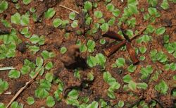 Marsilea prothallus.jpg