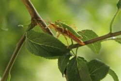 Mating pair of Stick Insect (Timema sp.) (8711995901).jpg