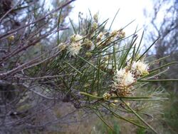 Melaleuca osullivani (leaves, flowers).JPG