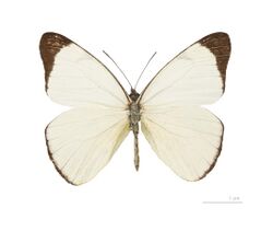 Melete leucadia MHNT dos.jpg